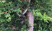 Rắn hổ treo mình trên cây bắt chim
