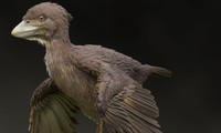 Vì sao loài chim sống sót khi khủng long tuyệt chủng?