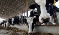 Một đàn bò sữa ở tỉnh Hà Nam, Trung Quốc. (Ảnh: Getty)