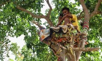 Chàng sinh viên Ấn Độ dương tính với COVID-19 tự “cách ly” một mình trên ngọn cây 12 ngày