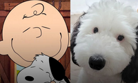 Ngắm loạt ảnh của Bayley - em cún đáng yêu giống hệt Snoopy đang gây sốt cõi mạng