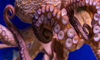 Các nhà khoa học cho biết máu của bạch tuộc có màu xanh.