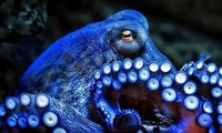 Máu của bạch tuộc có màu xanh nhạt.