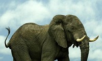 1001 thắc mắc: Vì sao voi lại sợ phát khiếp kiến tí hon?