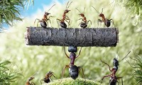 Có khoảng 20.000 loài kiến khác nhau được phát hiện trên Trái Đất