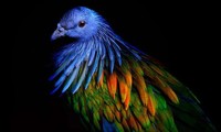 1001 thắc mắc: Vì sao lông chim quý thường có màu xanh?