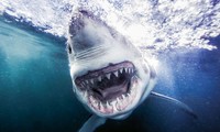 1001 thắc mắc: Cá mập trắng bị sát thủ nào hạ gục?