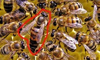 1001 thắc mắc: Tại sao ong thợ lại bị ong chúa tẩy não?