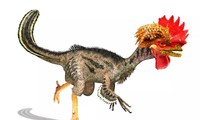 Gà là loài chim duy nhất còn sống sót trong gia đình khủng long đã từng bị tuyệt chủng hàng triệu năm trước.