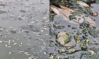 Cá chết bốc mùi tanh nồng tại hồ điều hòa Công viên Trung tâm thành phố Vinh