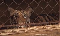 Tin mới vụ thu giữ 17 con hổ ở Nghệ An: Xây hầm để nuôi thú dữ