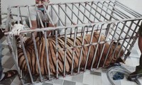 Cận cảnh di chuyển 17 con hổ trưởng thành bị nuôi nhốt trái phép ở Nghệ An