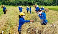 &apos;Áo xanh&apos; ra đồng giúp người dân gặt lúa chạy bão Côn Sơn