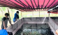 Biến ruộng hoang thành ao nuôi con &apos;siêu đẻ&apos;, chàng trai 9x bỏ túi hàng trăm triệu 