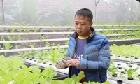 Chàng trai 8x tiên phong với mô hình trồng rau không cần đất