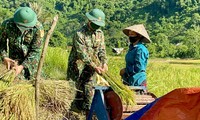 Bộ đội biên phòng xuống ruộng gặt lúa giúp người neo đơn