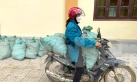 Loại củ giúp người Mông xoá nghèo mất giá, bán chẳng ai mua