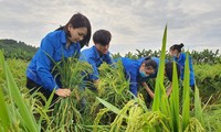 Thanh niên tình nguyện xuống ruộng giúp dân khắc phục lúa đổ do mưa lớn
