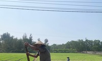 Đất nông thôn sốt sình sịch khi dự án đang &apos;trên giấy&apos;