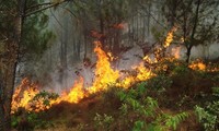 Rừng thông hàng chục năm tuổi cháy lớn, trăm người đổ xô dập lửa