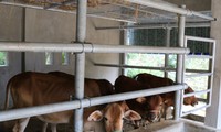 Cận cảnh những chuồng bò có giá hơn chục tỉ đồng ở Nghệ An