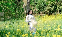 Ngắm tà áo dài thướt tha bên sắc vàng hoa cải nơi độ cao 1500m