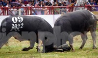 Đề xuất không bỏ lễ hội chọi trâu, chém lợn: Chuyên gia văn hóa nói gì?