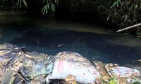 Dầu thải lan khắp suối Trầm 