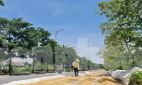 Thóc phơi đầy đường ở ngoại thành Hà Nội gây khó cho người tham gia giao thông