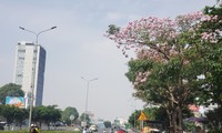 Đẹp &apos;hút hồn&apos; mùa hoa kèn hồng Sài Gòn