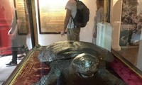 Sẽ phục chế tiêu bản cụ rùa Hồ Gươm mất năm 1967?