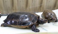 Thêm 2 cá thể rùa được xử lý theo phương pháp chế tác cụ rùa