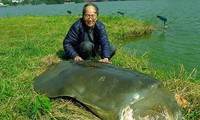 Thế giới thực sự còn bao nhiêu ‘cụ rùa Hồ Gươm’?