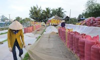 Các địa phương ở Đồng bằng Sông Cửu Long cũng kiến nghị cho xuất khẩu gạo nhằm giúp doanh nghiệp thu mua lúa trong dân với giá tốt hơn. Ảnh: Cảnh Kỳ 