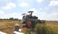 Thu hoạch lúa Đông Xuân tại ĐBSCL. Ảnh: Cảnh Kỳ