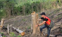 Nhiều diện tích rừng của Gia Lai bị chặt phá thời gian qua