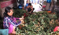 Người dân huyện Xuyên Mộc, tỉnh Bà Rịa-Vũng Tàu lao đao vì nhẫn xuồng cơm vàng chín rụng đầy vườn, thương lái không đến mua.