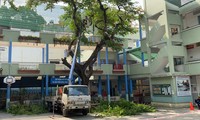 Vụ cây đổ khiến học sinh tử vong: Kiểm tra và xử lý cây phượng còn lại trong trường