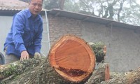 Không đấu giá được, lô gỗ sưa &apos;trăm tỷ&apos; giờ ra sao?