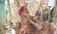 Người dân chặt hạ cây gỗ sưa 130 năm tuổi ở Phụ Chính