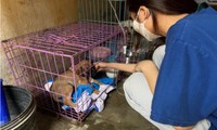 Trạm cứu hộ đặc biệt chữa lành cho những &apos;người bạn bốn chân&apos;