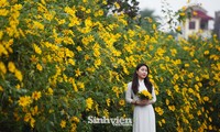 Vườn hoa dã quỳ giữa lòng Thủ đô