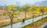 Hàng cây phong linh nở hoa vàng rực rỡ giữa lòng Thủ đô