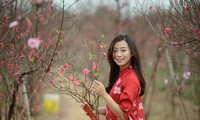 Cận cảnh vườn đào Nhật Tân được giới trẻ “Check-in” ngày cuối năm