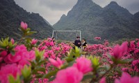 Lạc vào thiên đường hoa đỗ quyên lớn nhất Việt Nam