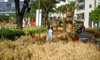 Mùng 3 Tết, người dân đội nắng &quot;check-in&quot; đường hoa có ruộng lúa, rẫy bắp thật ở Sài Gòn