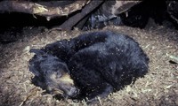 1001 thắc mắc: Gấu đi vệ sinh thế nào khi ngủ đông tới vài tháng?