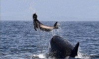 1001 thắc mắc: Cá voi sát thủ cũng bị mãn kinh?