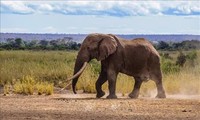 Sốc, voi có thể toát 500 lít mồ hôi mỗi ngày