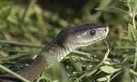 1001 thắc mắc: Mùi gì khiến rắn độc cũng phải sợ hãi?